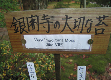 KOKE-Moss: photo by Naoki Anzai